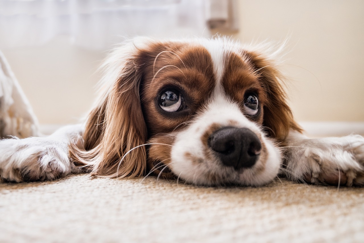 Long Beach Carpet Cleaning Company