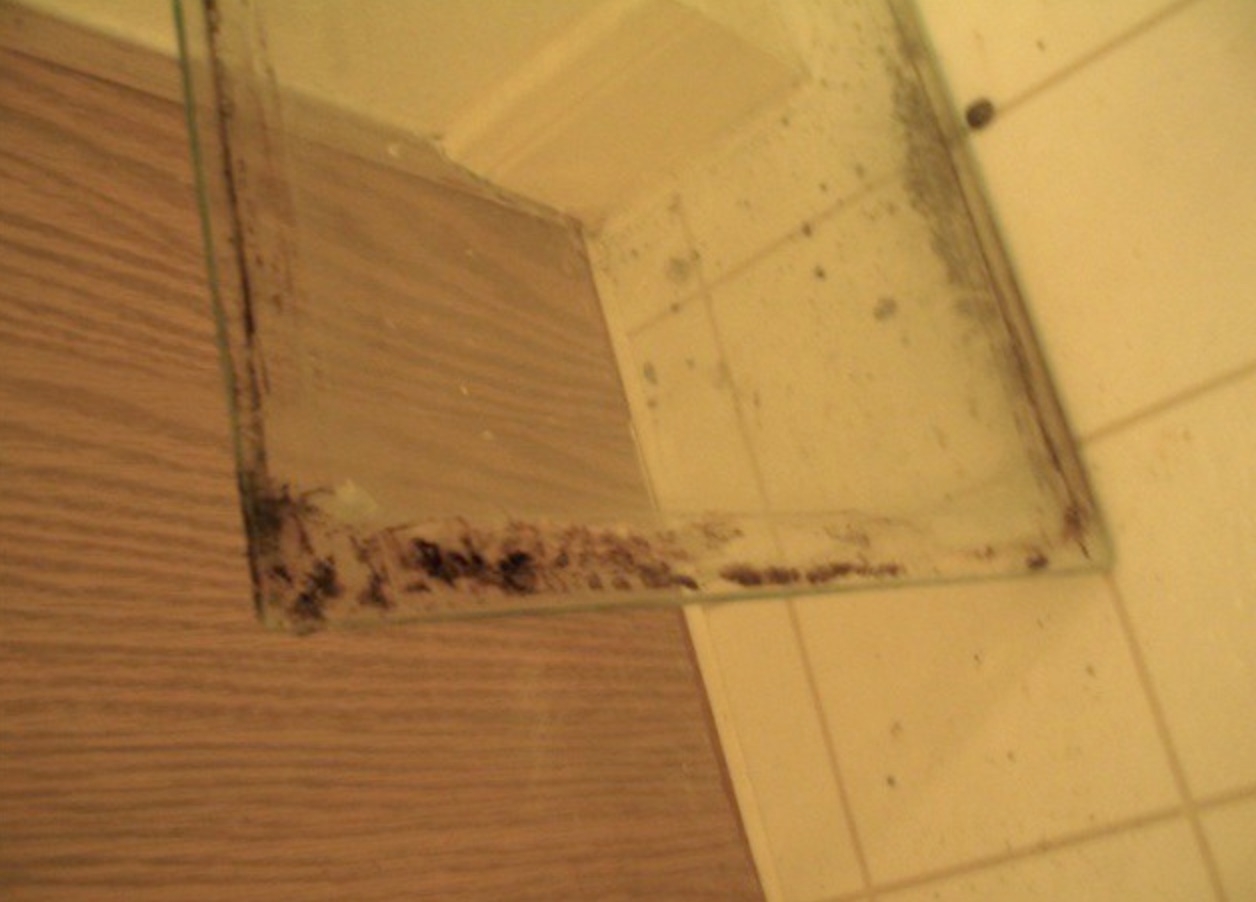 Long Beach Water Damage Company | Long Beach Mold Damage