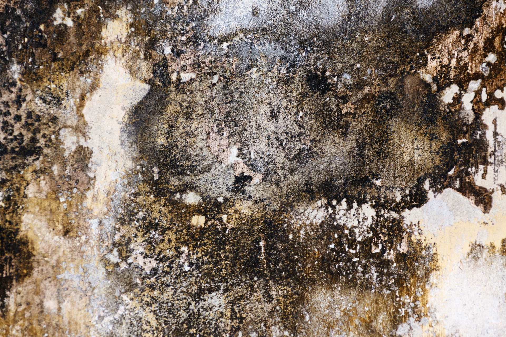 Mold Remediation Long Beach CA 3