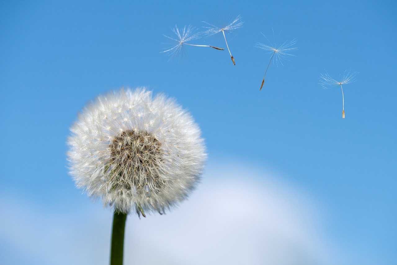 Allergy Mold Testing Company Long Beach CA