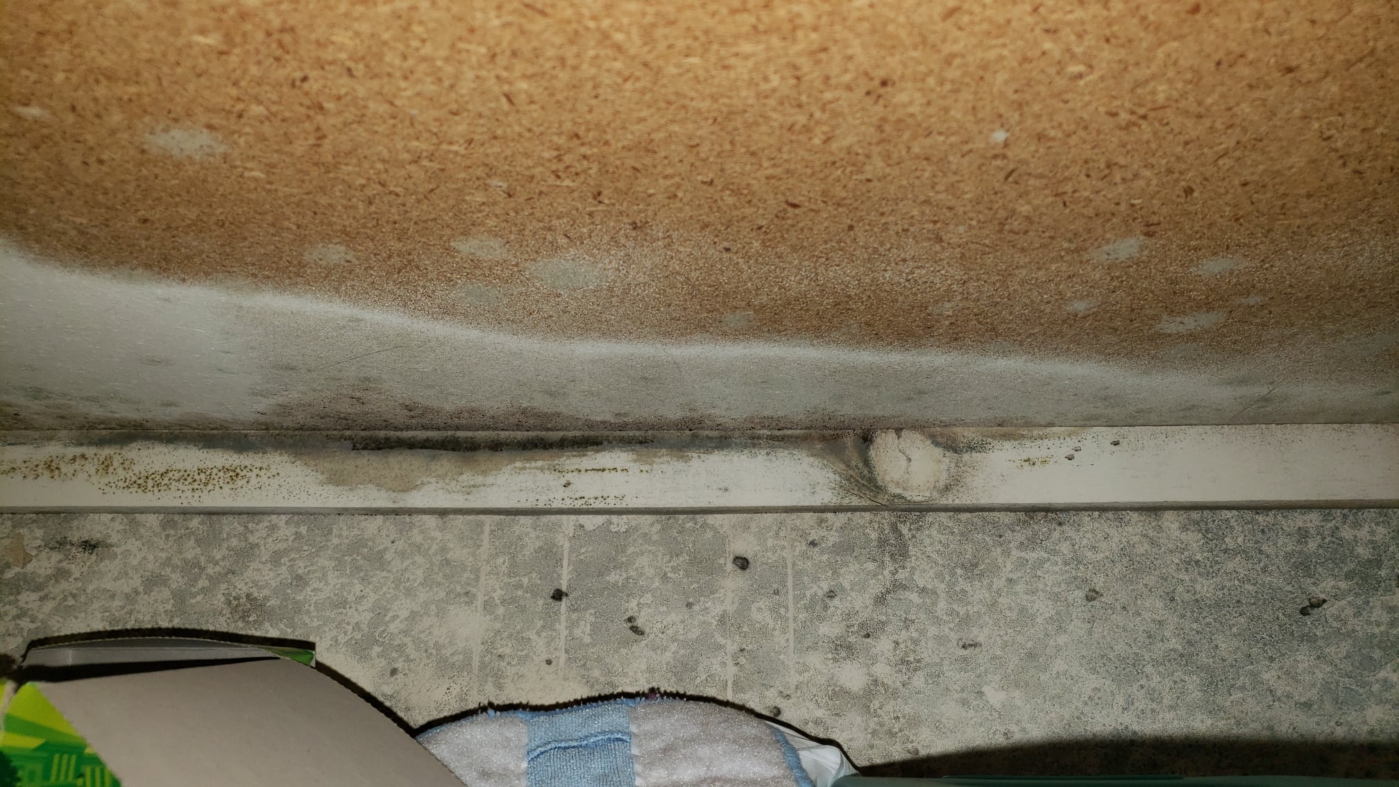 Black mold remediation long beach ca