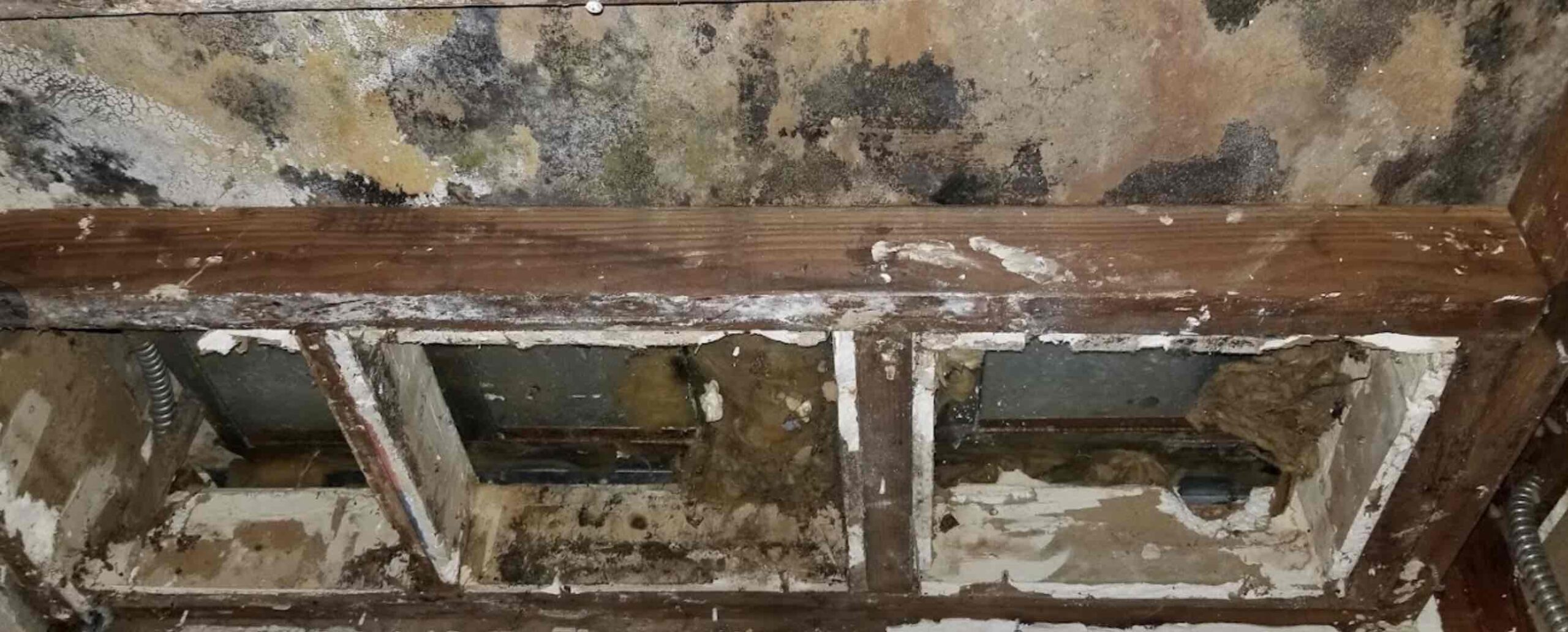 Mold Remediation Company Long Beach CA
